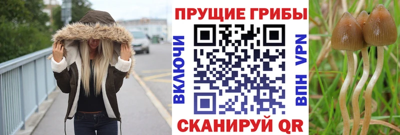 где найти наркотики  hydra сайт  Галлюциногенные грибы Cubensis  Ужур 